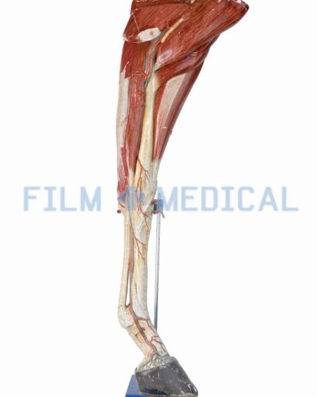 Horse Leg Model